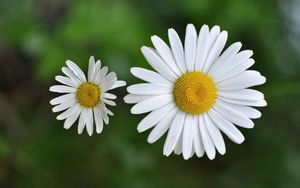 Preview wallpaper chamomile, small, flower, plant