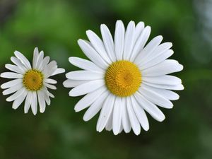 Preview wallpaper chamomile, small, flower, plant