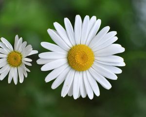 Preview wallpaper chamomile, small, flower, plant