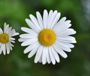 Preview wallpaper chamomile, small, flower, plant