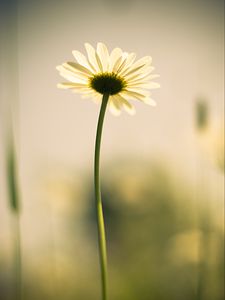 Preview wallpaper chamomile, stem, petals