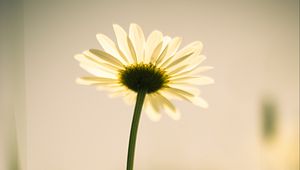 Preview wallpaper chamomile, stem, petals