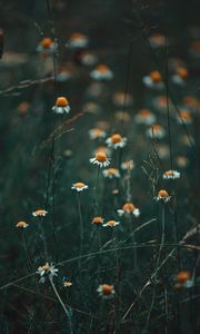 Preview wallpaper chamomile, wildflowers, flowers, grass