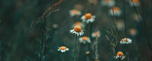 Preview wallpaper chamomile, wildflowers, flowers, grass