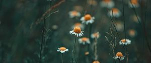 Preview wallpaper chamomile, wildflowers, flowers, grass