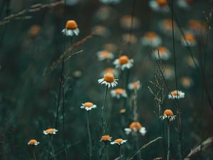 Preview wallpaper chamomile, wildflowers, flowers, grass