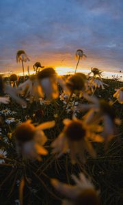 Preview wallpaper chamomile, wildflowers, flowers, grass, sunset