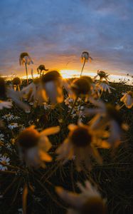 Preview wallpaper chamomile, wildflowers, flowers, grass, sunset