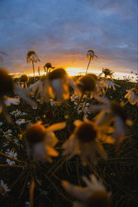 Preview wallpaper chamomile, wildflowers, flowers, grass, sunset