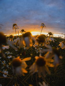 Preview wallpaper chamomile, wildflowers, flowers, grass, sunset