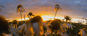 Preview wallpaper chamomile, wildflowers, flowers, grass, sunset