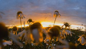 Preview wallpaper chamomile, wildflowers, flowers, grass, sunset