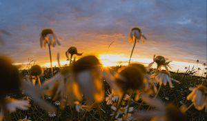 Preview wallpaper chamomile, wildflowers, flowers, grass, sunset