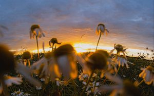 Preview wallpaper chamomile, wildflowers, flowers, grass, sunset