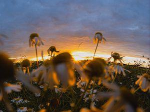 Preview wallpaper chamomile, wildflowers, flowers, grass, sunset