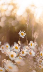 Preview wallpaper chamomile, wildflowers, petals, focus