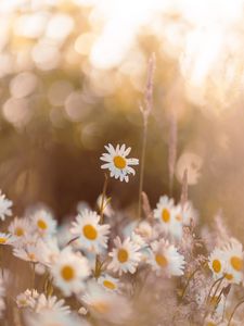 Preview wallpaper chamomile, wildflowers, petals, focus