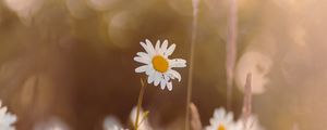 Preview wallpaper chamomile, wildflowers, petals, focus