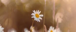 Preview wallpaper chamomile, wildflowers, petals, focus