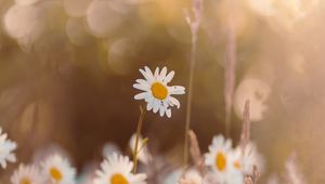 Preview wallpaper chamomile, wildflowers, petals, focus