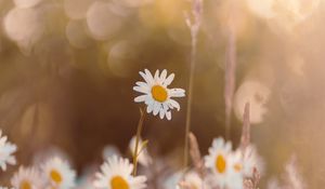 Preview wallpaper chamomile, wildflowers, petals, focus