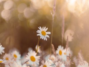 Preview wallpaper chamomile, wildflowers, petals, focus