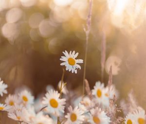 Preview wallpaper chamomile, wildflowers, petals, focus