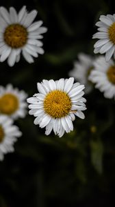 Preview wallpaper chamomile, wildflowers, petals, focus, flowers