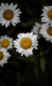 Preview wallpaper chamomile, wildflowers, petals, focus, flowers