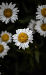 Preview wallpaper chamomile, wildflowers, petals, focus, flowers