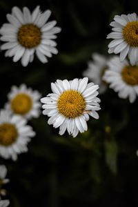 Preview wallpaper chamomile, wildflowers, petals, focus, flowers