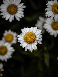 Preview wallpaper chamomile, wildflowers, petals, focus, flowers