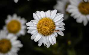 Preview wallpaper chamomile, wildflowers, petals, focus, flowers