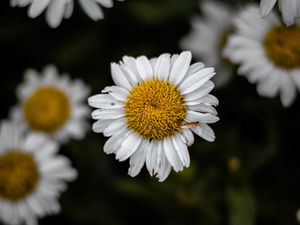 Preview wallpaper chamomile, wildflowers, petals, focus, flowers