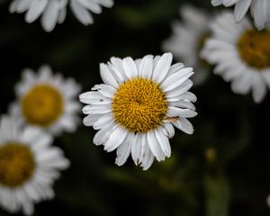 Preview wallpaper chamomile, wildflowers, petals, focus, flowers