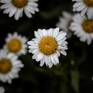 Preview wallpaper chamomile, wildflowers, petals, focus, flowers