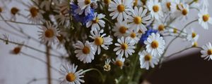 Preview wallpaper chamomile, wildflowers, vase