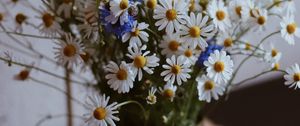 Preview wallpaper chamomile, wildflowers, vase