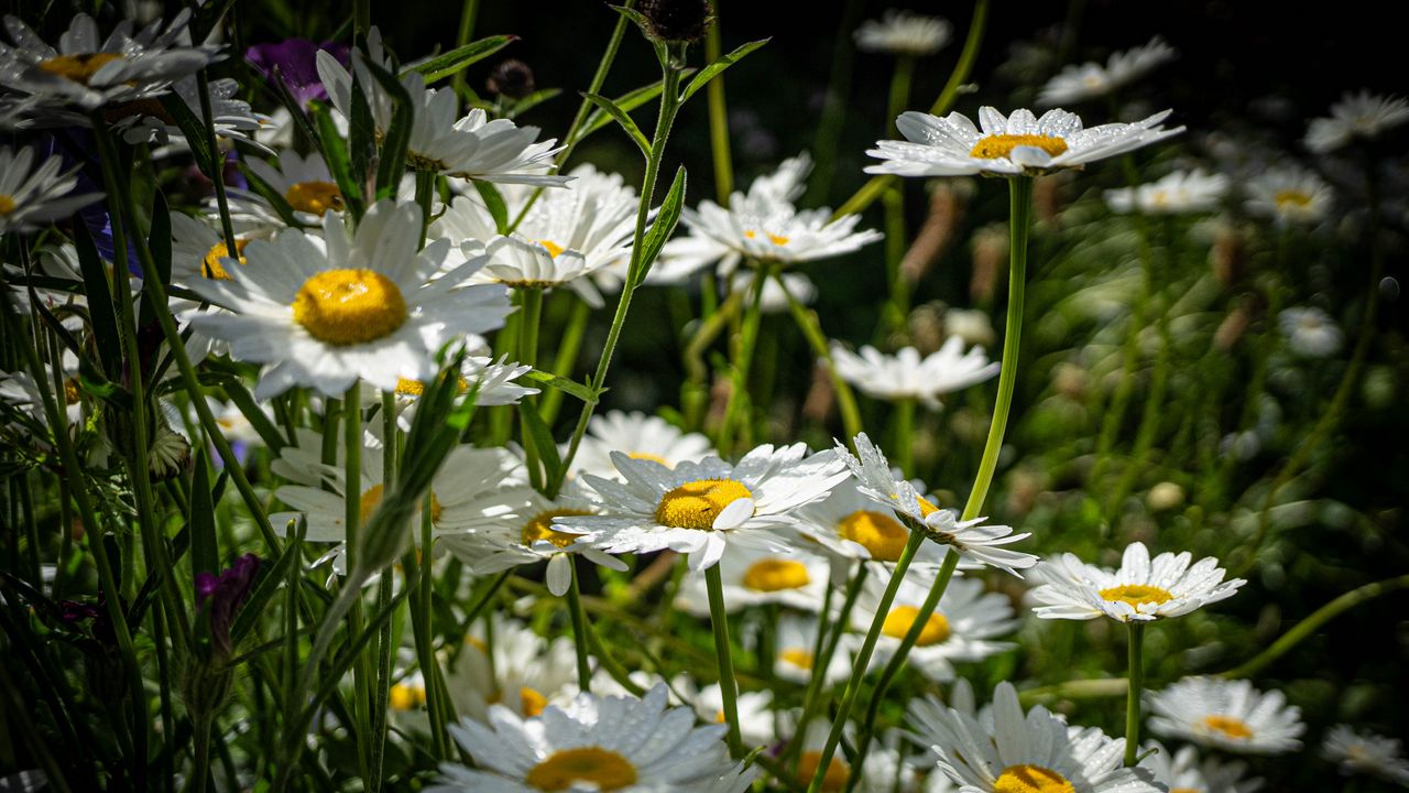 Wallpaper chamomiles, flowers, field, plants