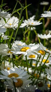 Preview wallpaper chamomiles, flowers, field, plants