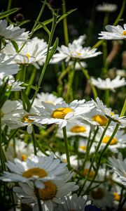 Preview wallpaper chamomiles, flowers, field, plants
