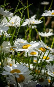 Preview wallpaper chamomiles, flowers, field, plants