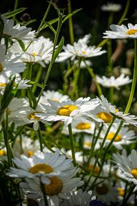 Preview wallpaper chamomiles, flowers, field, plants