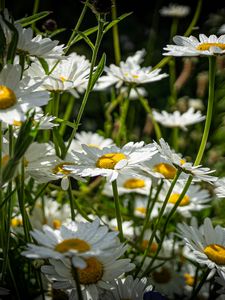 Preview wallpaper chamomiles, flowers, field, plants