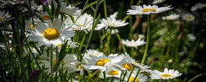 Preview wallpaper chamomiles, flowers, field, plants