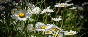 Preview wallpaper chamomiles, flowers, field, plants