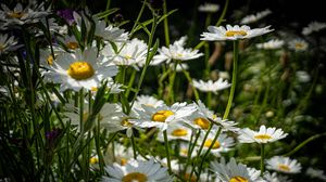 Preview wallpaper chamomiles, flowers, field, plants