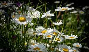 Preview wallpaper chamomiles, flowers, field, plants