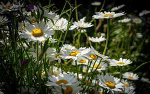 Preview wallpaper chamomiles, flowers, field, plants