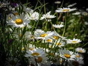 Preview wallpaper chamomiles, flowers, field, plants